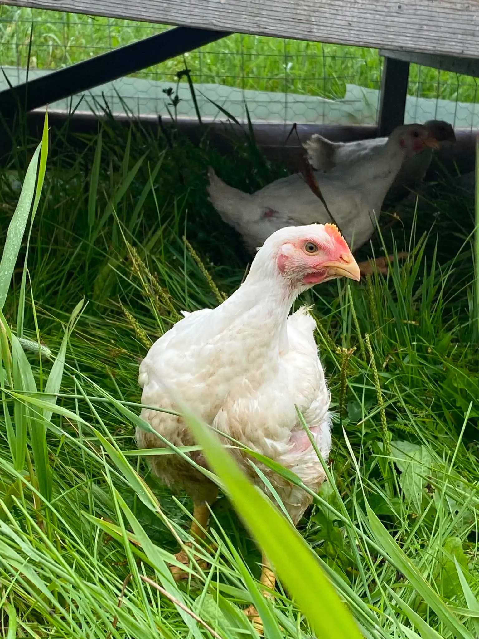 Photo de poules