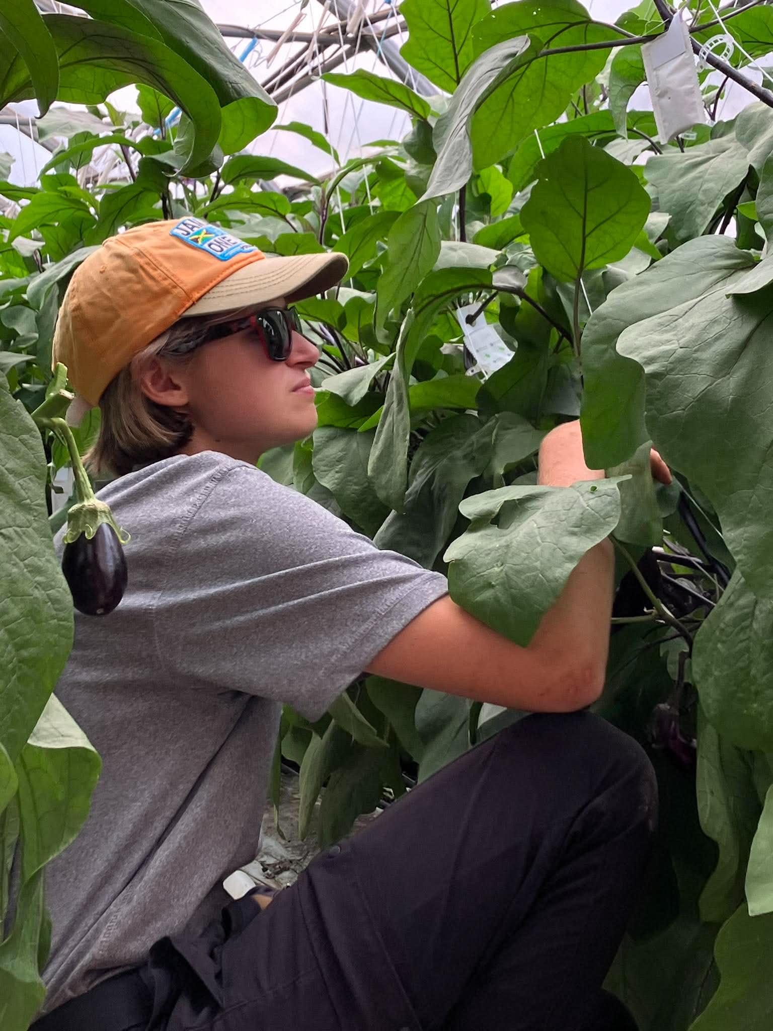 Sandrine entre deux plants d'aubergines