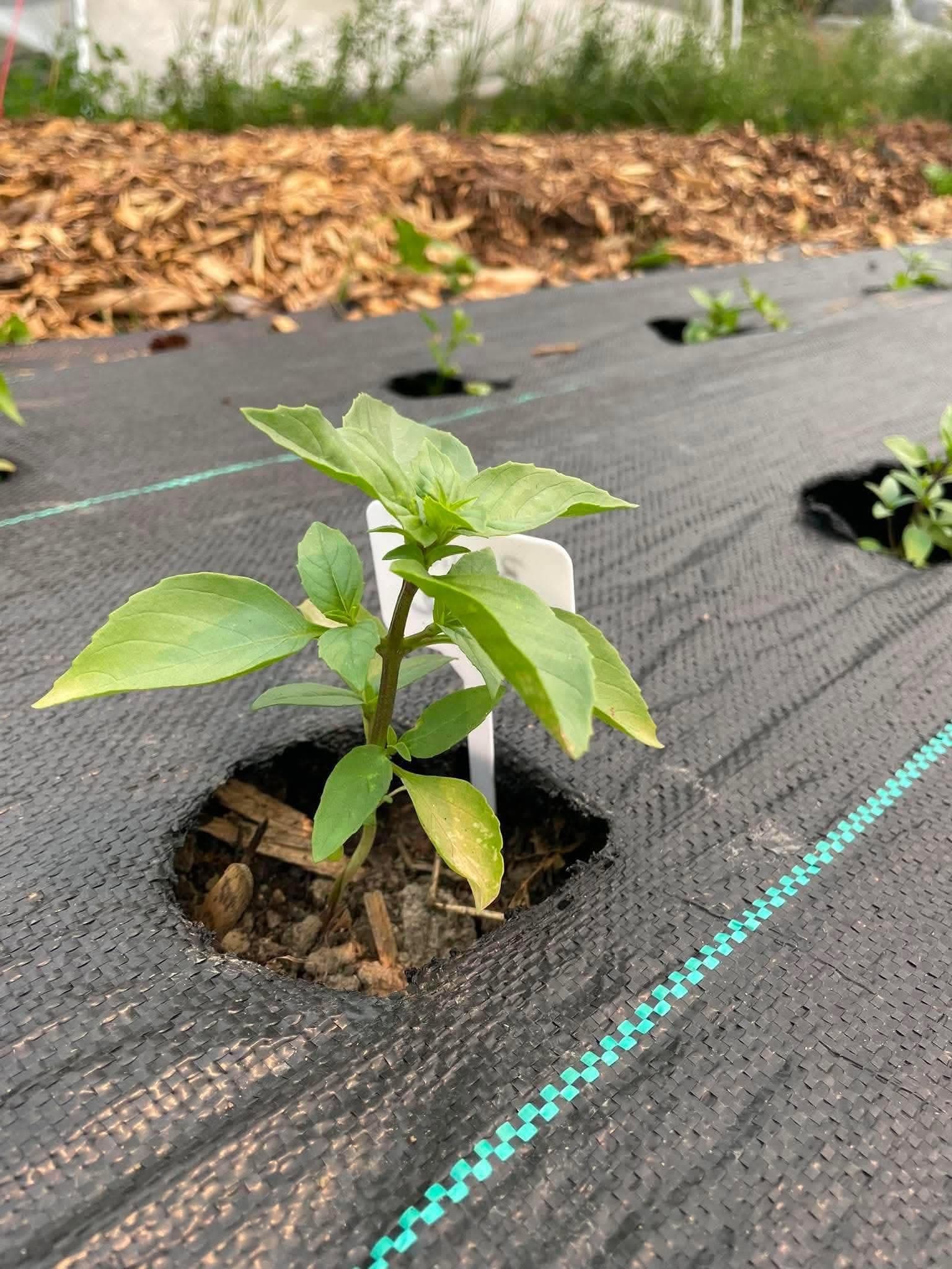 Un jeune plant de poivron