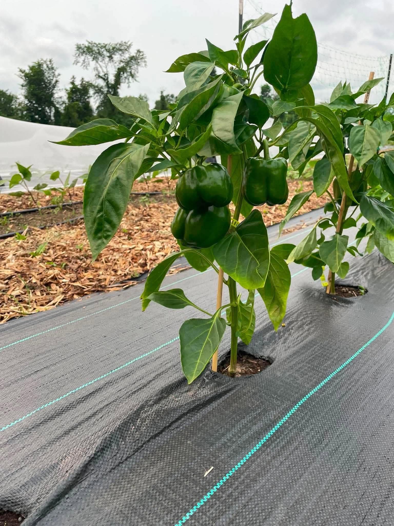 Un plant de poivron mature