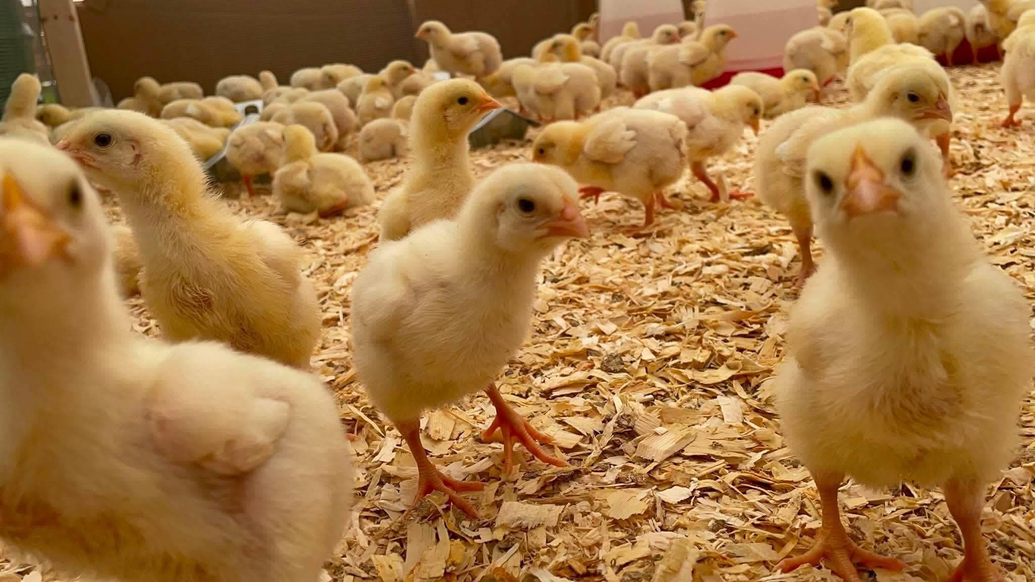 Les poussins de Sandrine